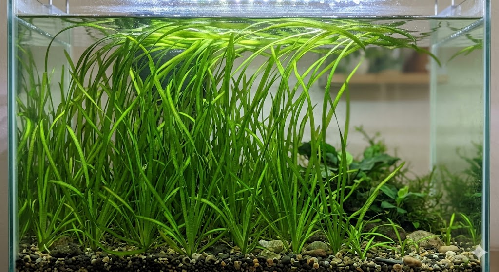 A background view of tall Vallisneria plants in an aquarium, their long green blades reaching the surface and curving gracefully. The water is clear, and the background is slightly blurred to focus on the textures of the leaves.